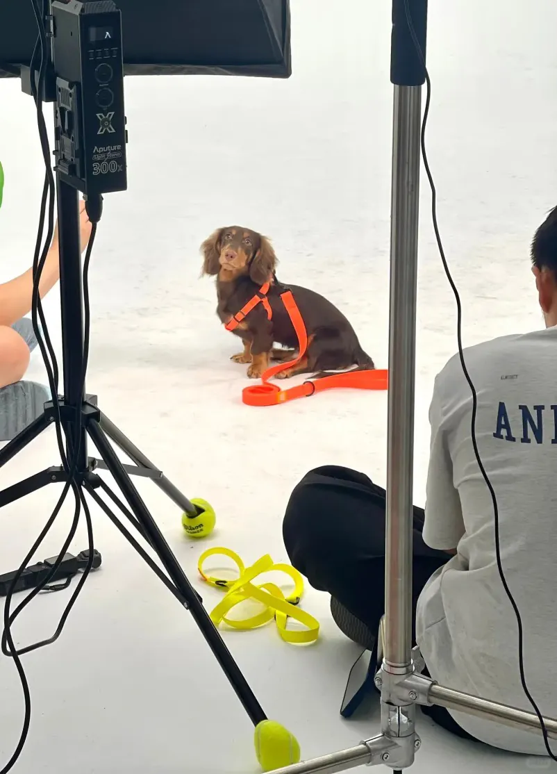 Un chien posant dans un studio photo.