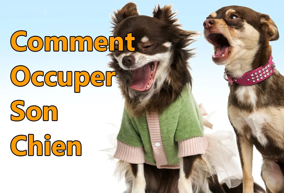 comment occuper son chien