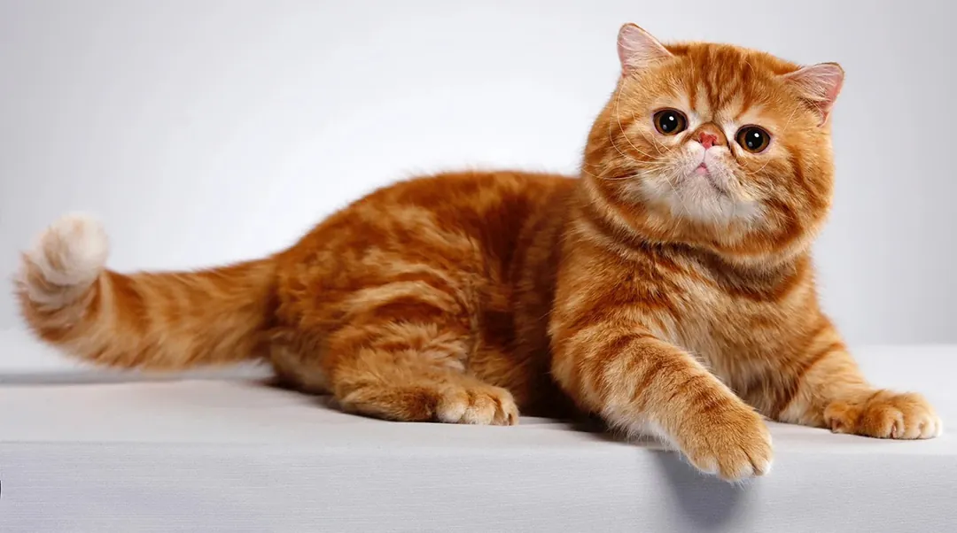 Exotic Shorthair avec sa face plate, pelage court et peluche et grands yeux ronds
