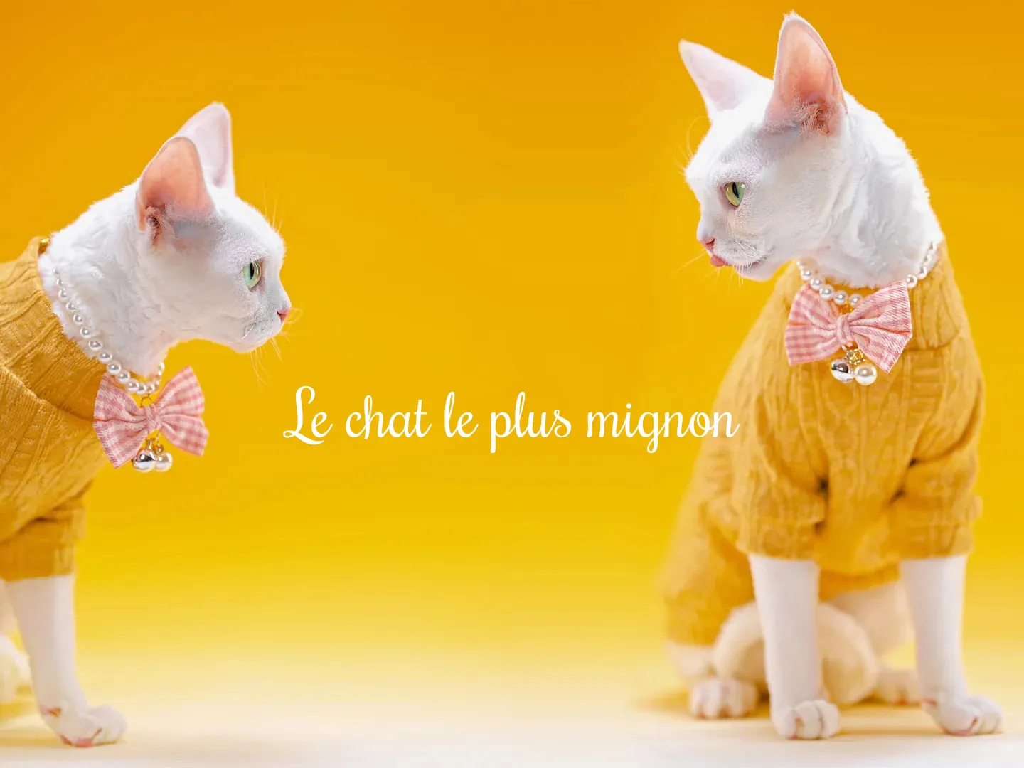 Le chat le plus mignon du monde : chat au regard attendrissant avec grands yeux ronds et pelage doux, illustration parfaite d'un chat mignon et adorable