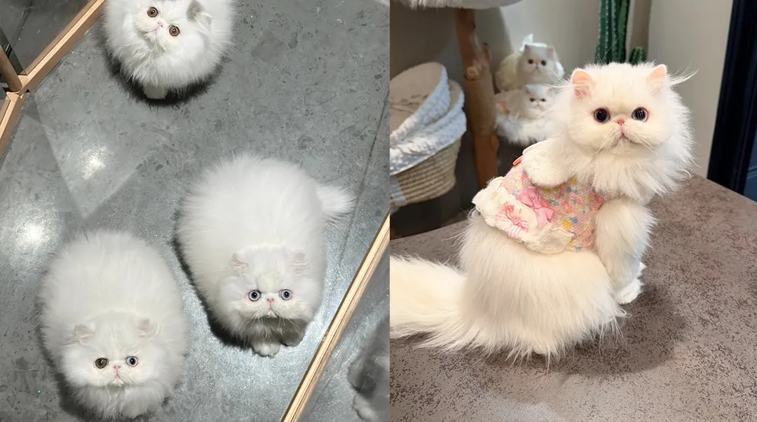 Chat Persan avec son pelage long et luxueux, face plate et grands yeux expressifs