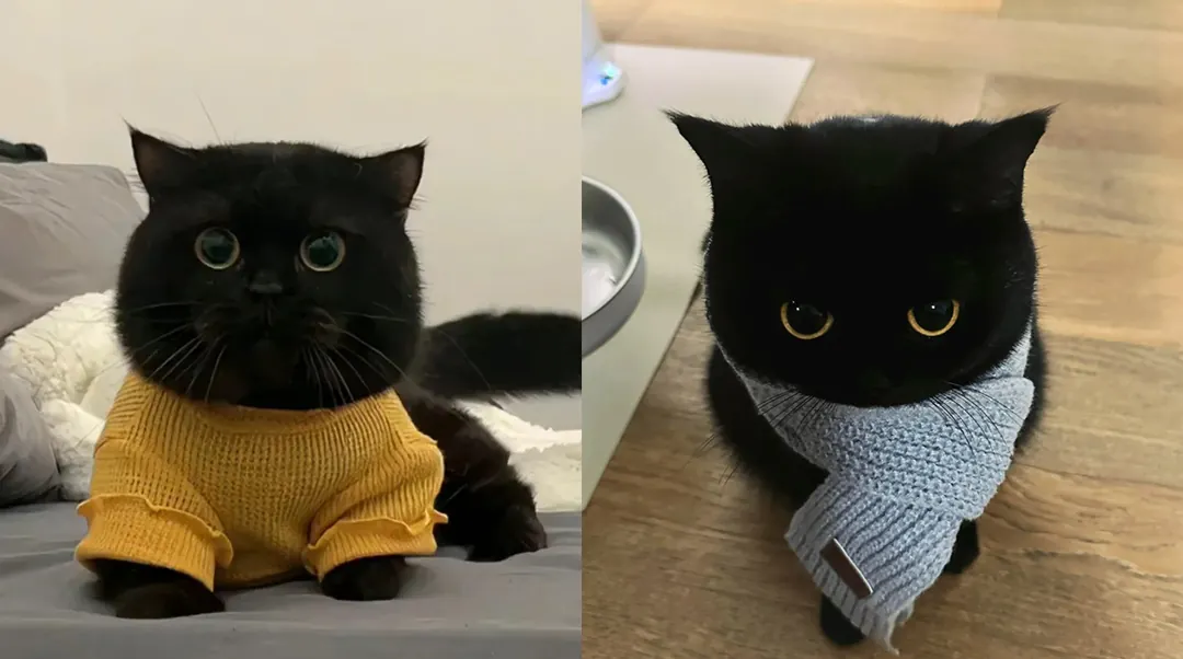 Chat noir élégant avec pelage brillant, grands yeux dorés ou verts perçants et silhouette gracieuse