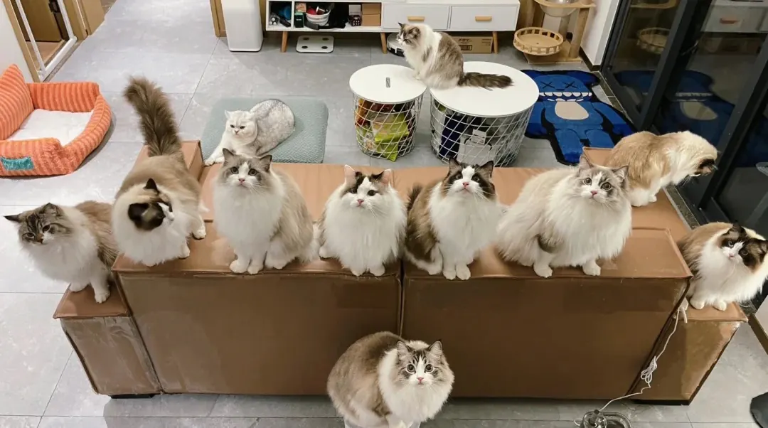 Schéma scientifique des proportions faciales d'un chat mignon montrant le nombre d'or et les traits néoténiques