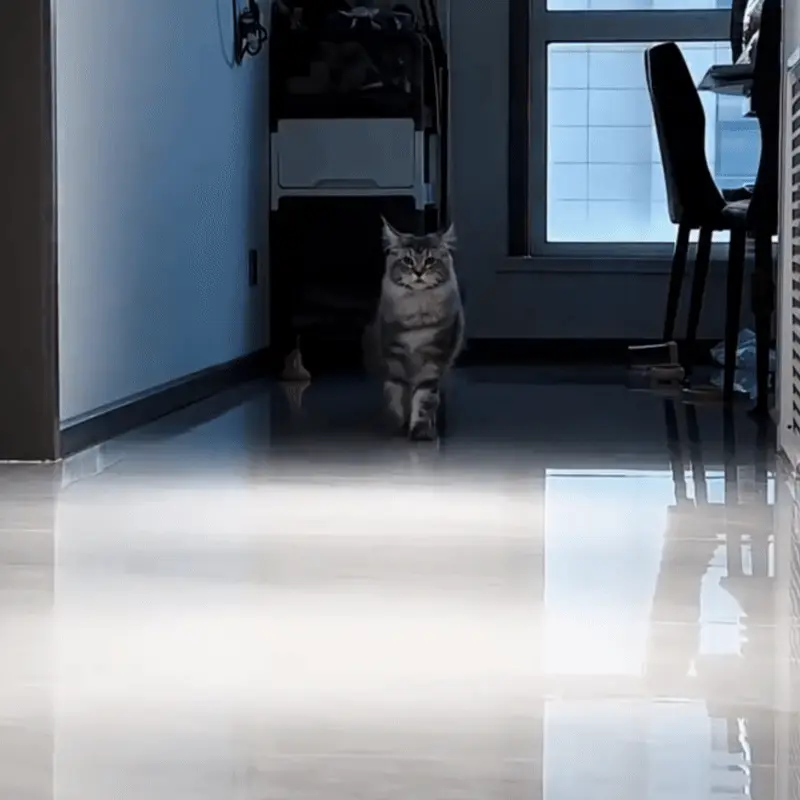Maine Coon majestueux avec son pelage long et soyeux, grandes oreilles à plumets et regard doux