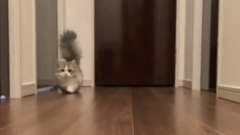 Chat Munchkin avec ses pattes courtes caractéristiques, corps allongé et regard espiègle