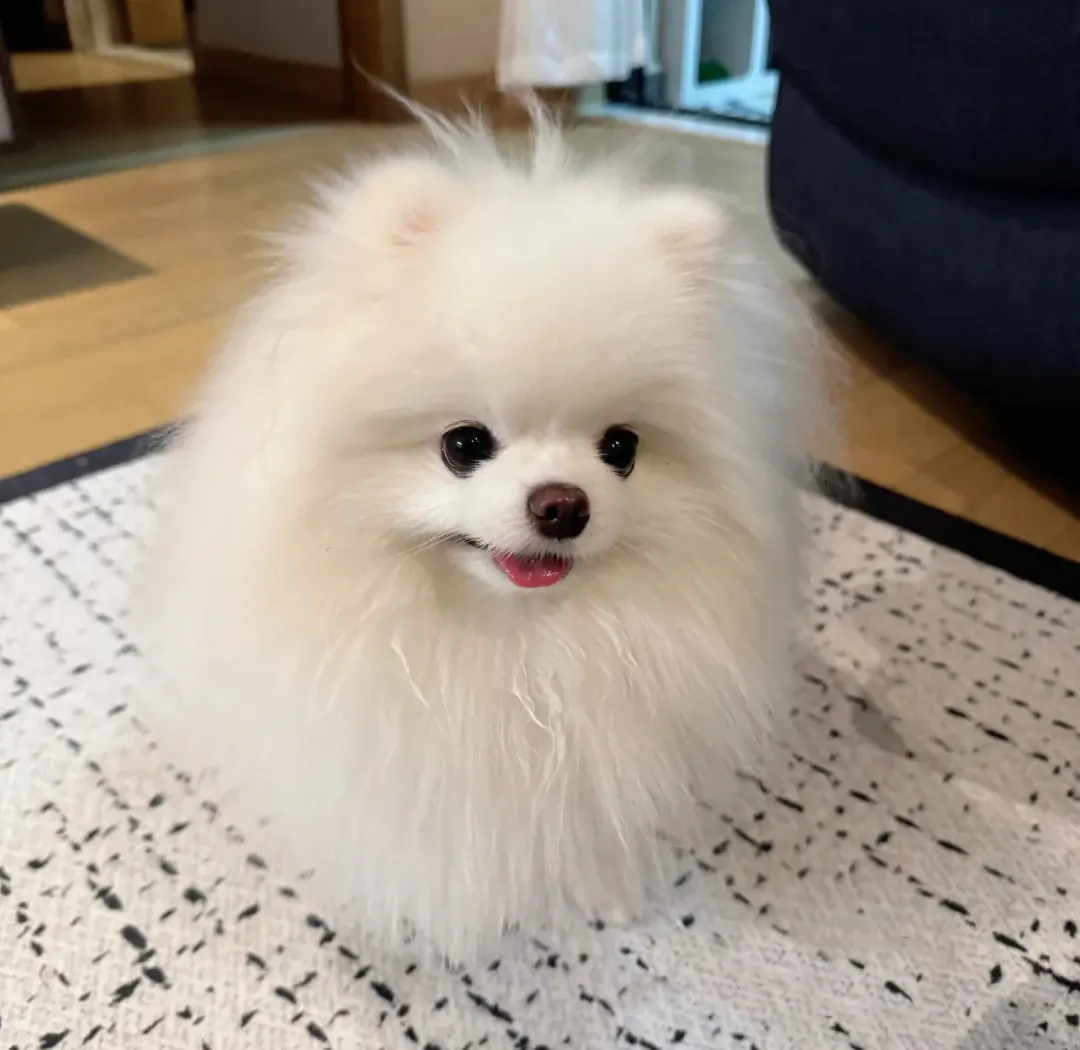 Spitz Nain Poméranien avec sa fourrure épaisse et duveteuse formant une boule