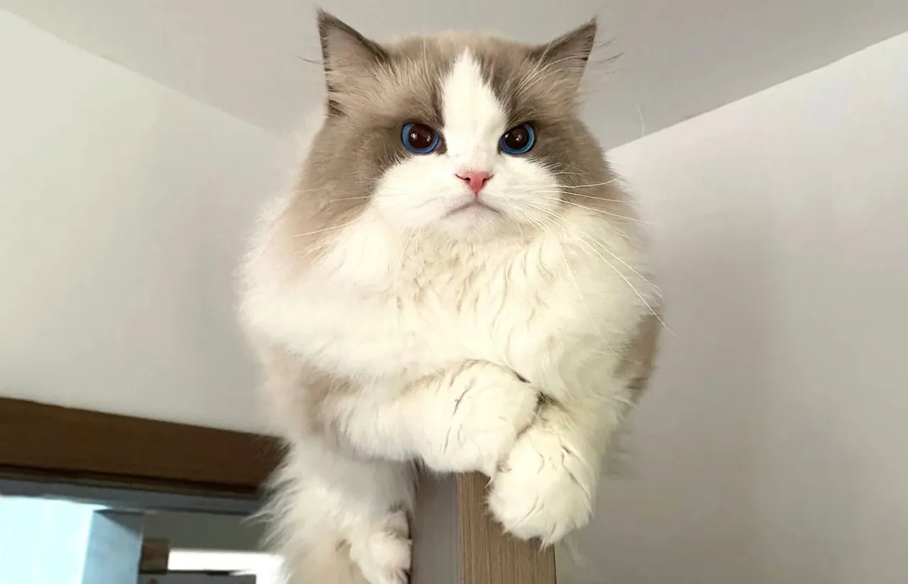 Ragdoll aux yeux bleus intenses avec patron colorpoint et fourrure soyeuse, exemple parfait de chat mignon