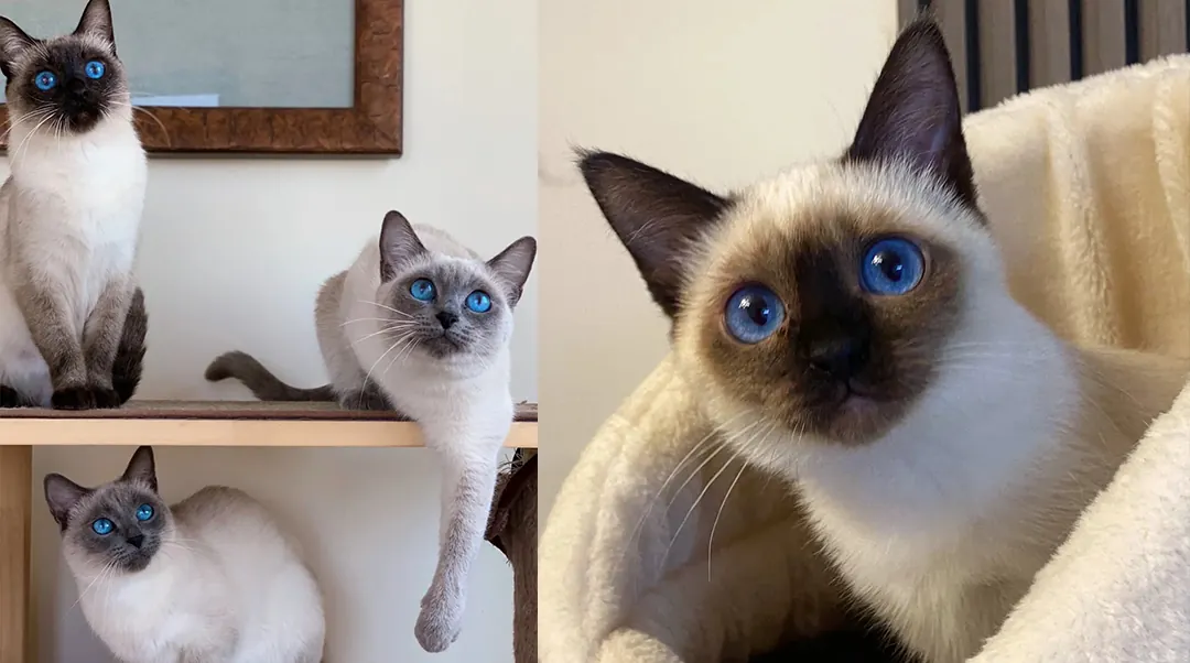 Chat Siamois élégant avec son corps svelte, masque colorpoint et yeux bleus en amande