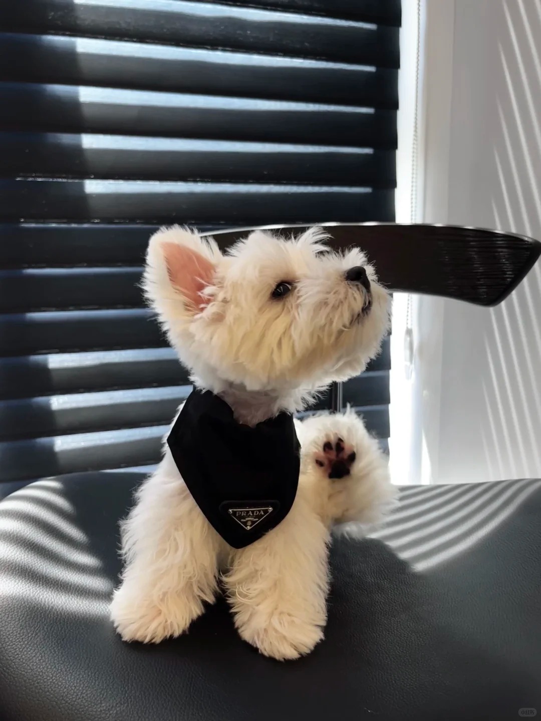West Highland White Terrier avec sa robe blanche immaculée et ses oreilles dressées