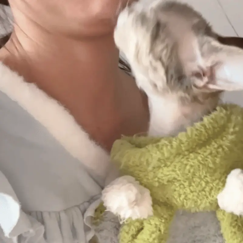 Chat Affectueux Race : 21 Races de Chats Collants Devon Rex