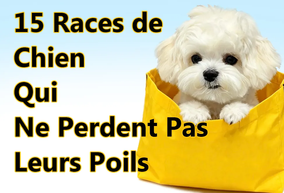 Comment faire le deuil de son chien : étapes et conseils pour traverser cette épreuve 15 Races de Chien Qui Ne Perdent Pas Leurs Poils