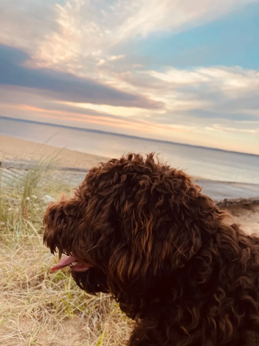 Barbet nageant dans un lac, démontrant son amour de l'eau