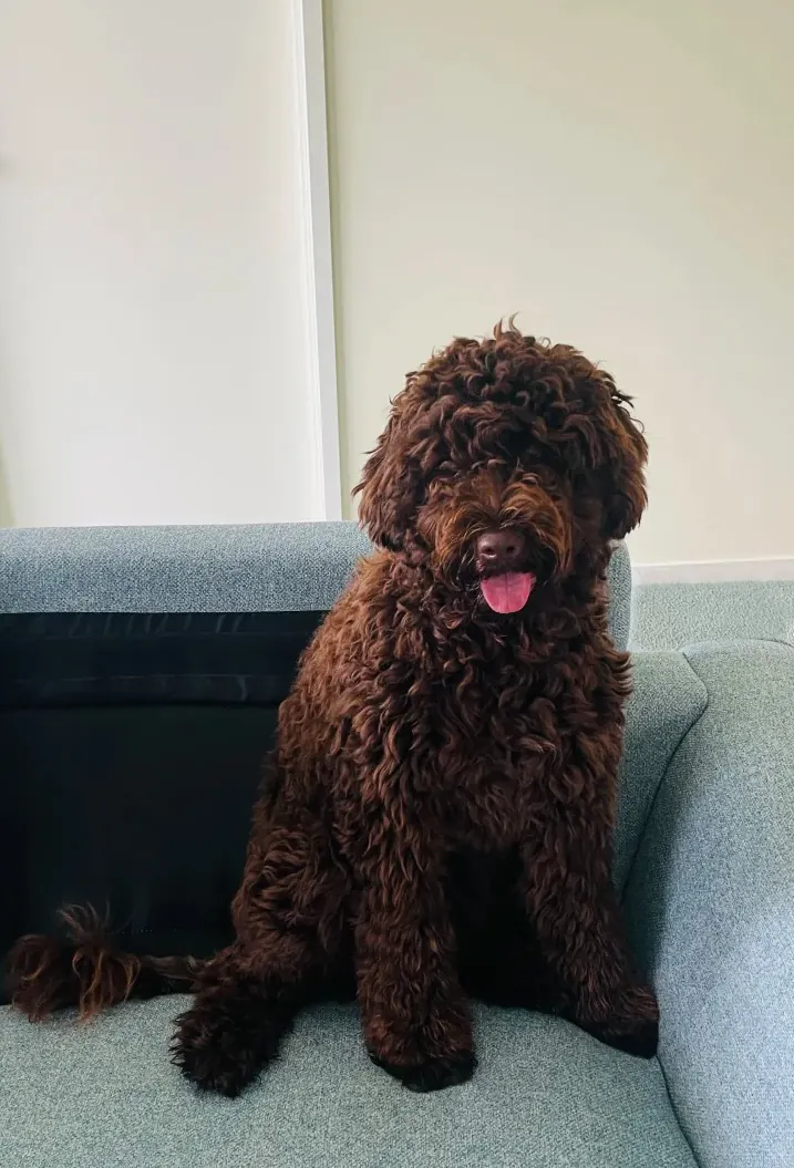 Barbet français au pelage bouclé dense et imperméable