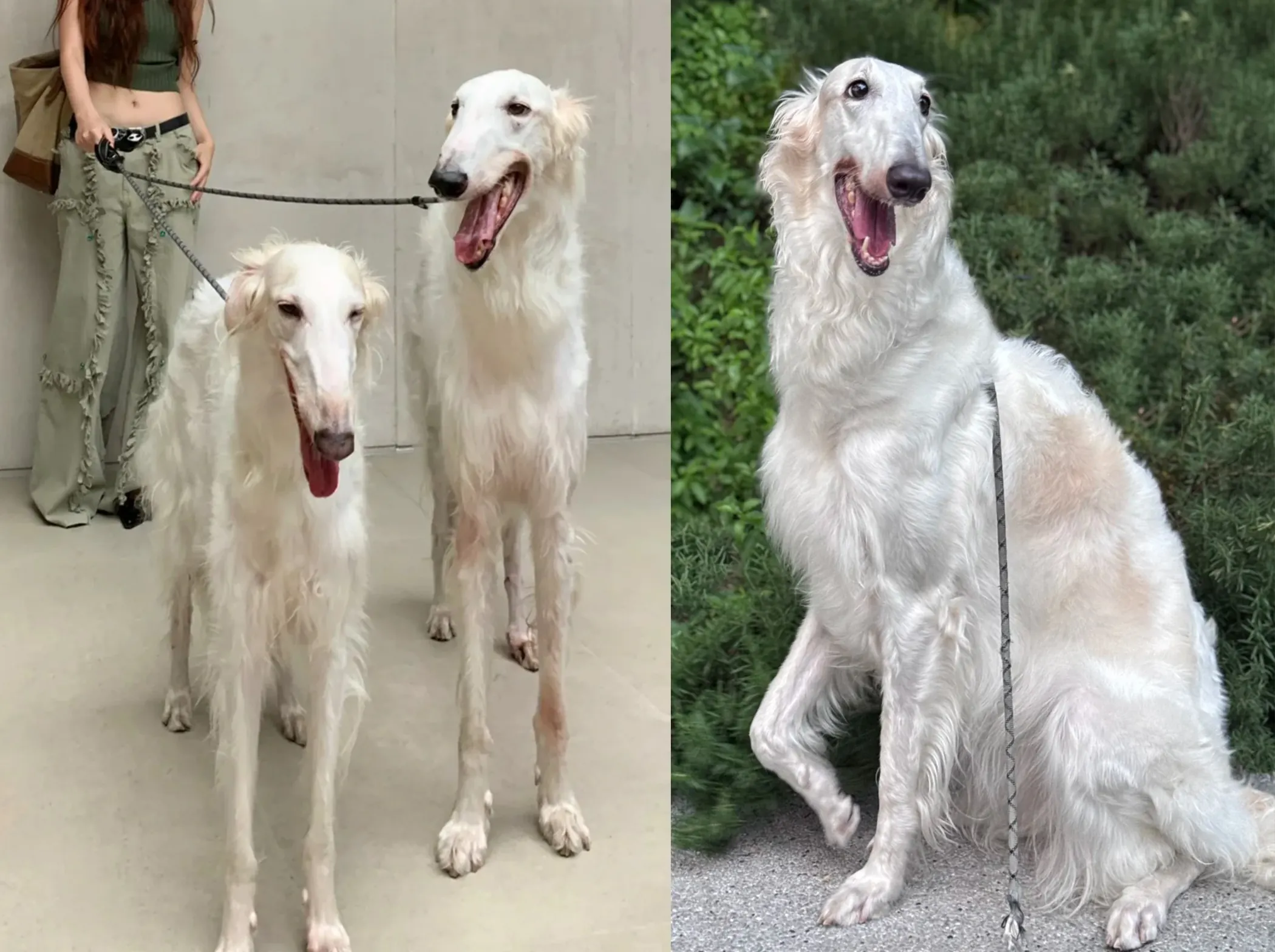 Le Chien le Plus Grand du Monde : Records, Races Barzoï