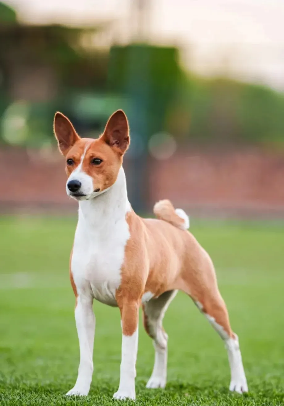 Basenji au pelage court et brillant avec expression alerte