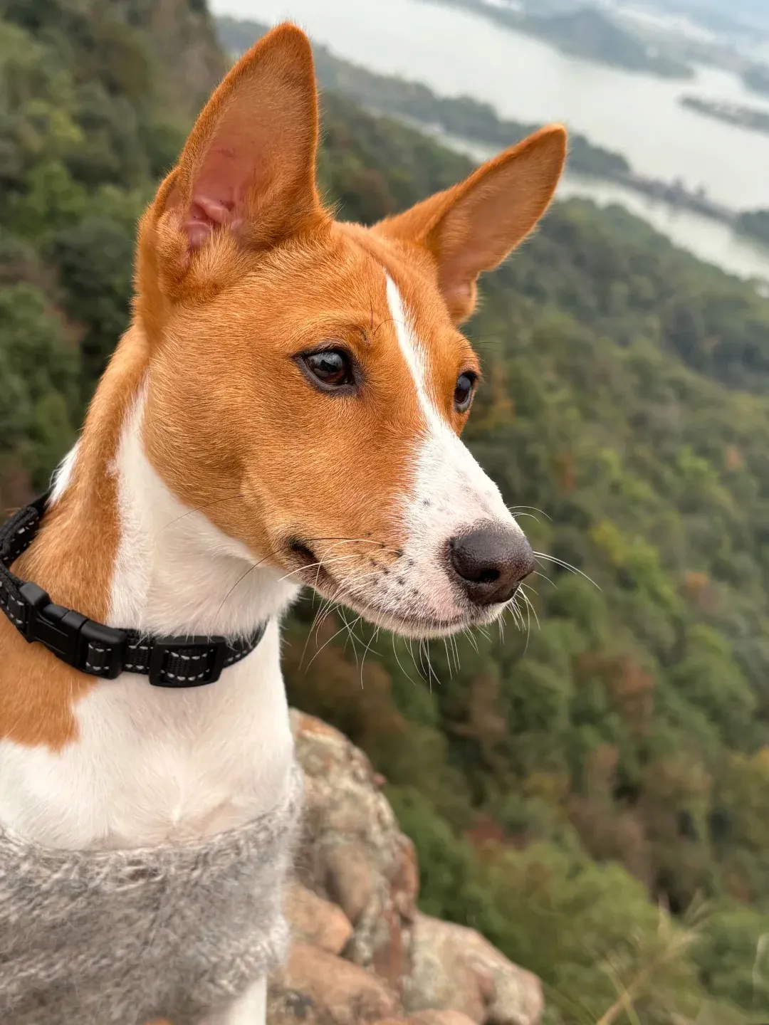 Basenji en position d'alerte dans un jardin sécurisé