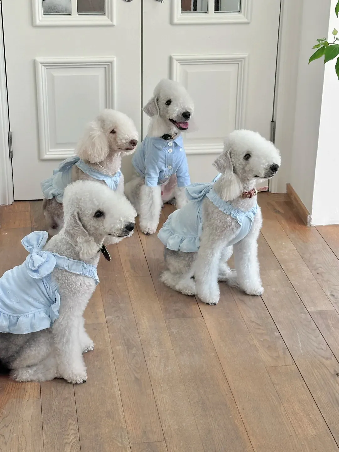 Bedlington Terrier après toilettage professionnel montrant sa silhouette élégante