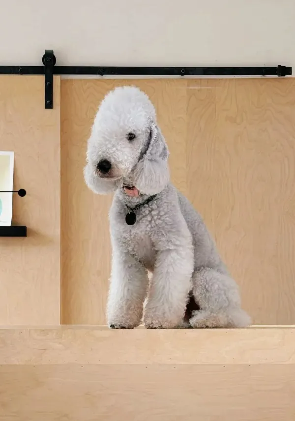 Bedlington Terrier avec son apparence unique d'agneau et pelage laineux