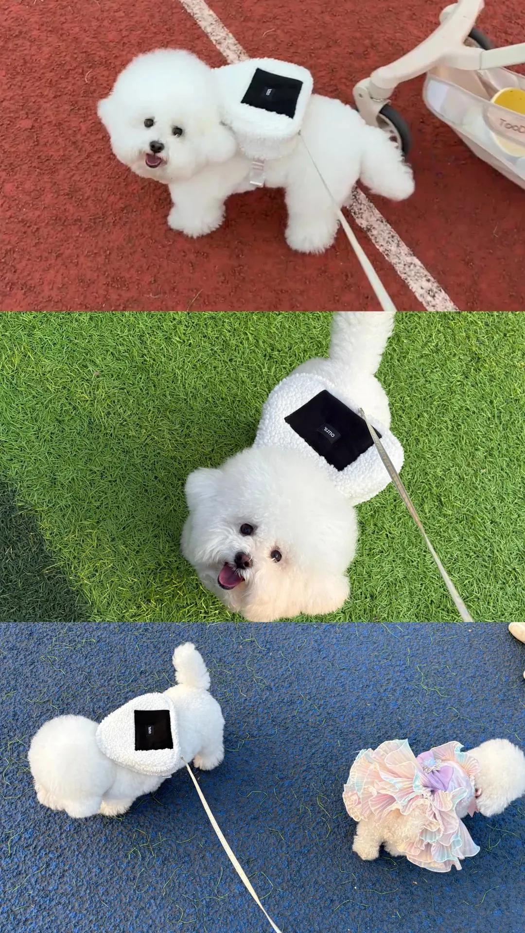 Bichon Frisé blanc immaculé avec pelage cotonneux caractéristique