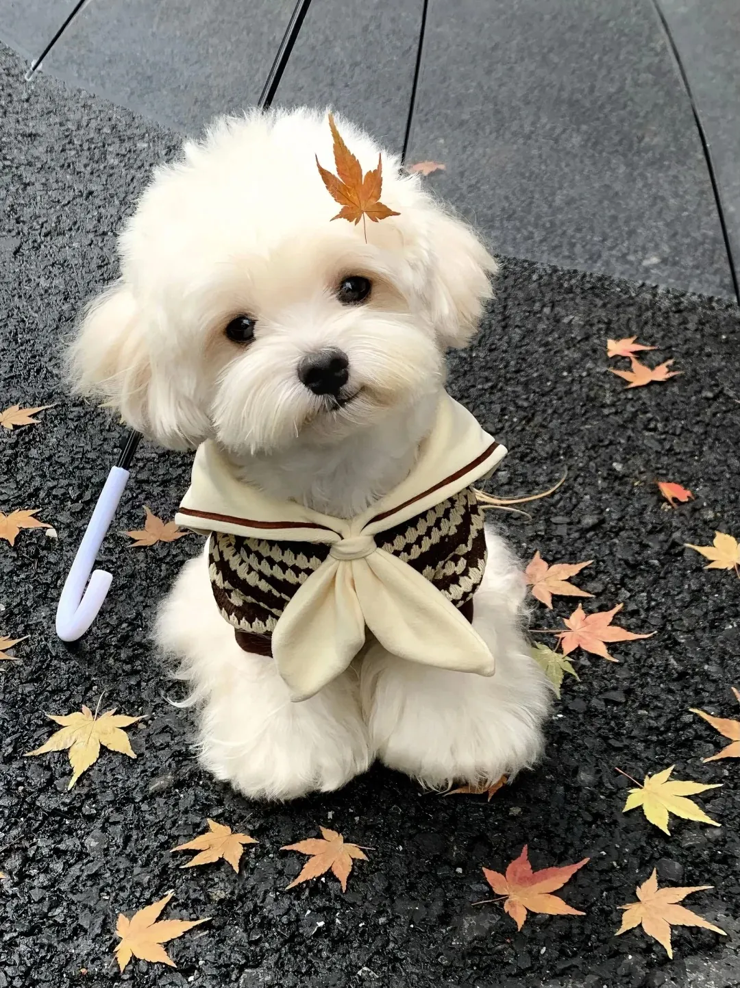 Bichon Maltais blanc pur au pelage soyeux tombant élégamment