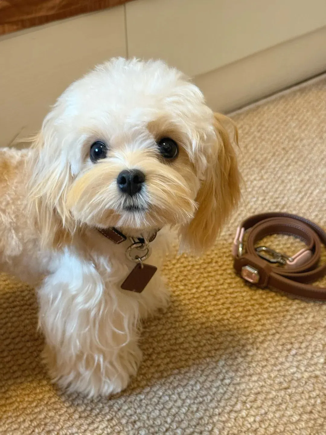 Bichon Maltais lors d'une séance de toilettage professionnel