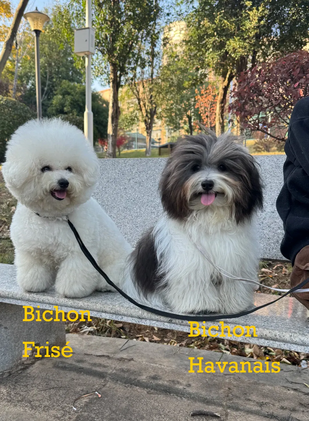 Bichon Havanais sociable jouant avec d'autres chiens