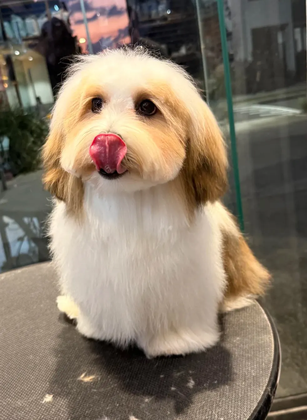 Bichon Havanais avec pelage soyeux multicolore