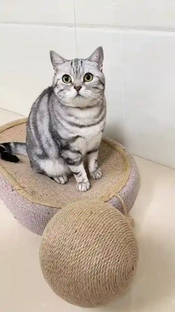 Boule Griffoir Chat Follow photo review