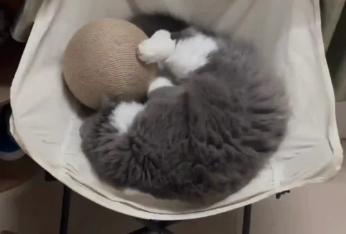 Click to view full screen Boule Griffoir Chat Follow photo review