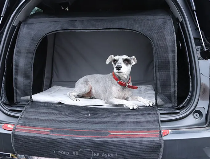 Caisse de transport pour chien installée dans le coffre d'une voiture, garantissant sécurité et confort pendant le voyage