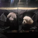 Caisse et Sac de Transport Chien Voiture 2 en 1 photo review