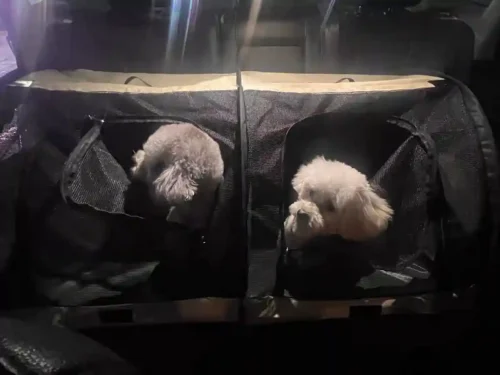 Click to view full screen Caisse et Sac de Transport Chien Voiture 2 en 1 photo review