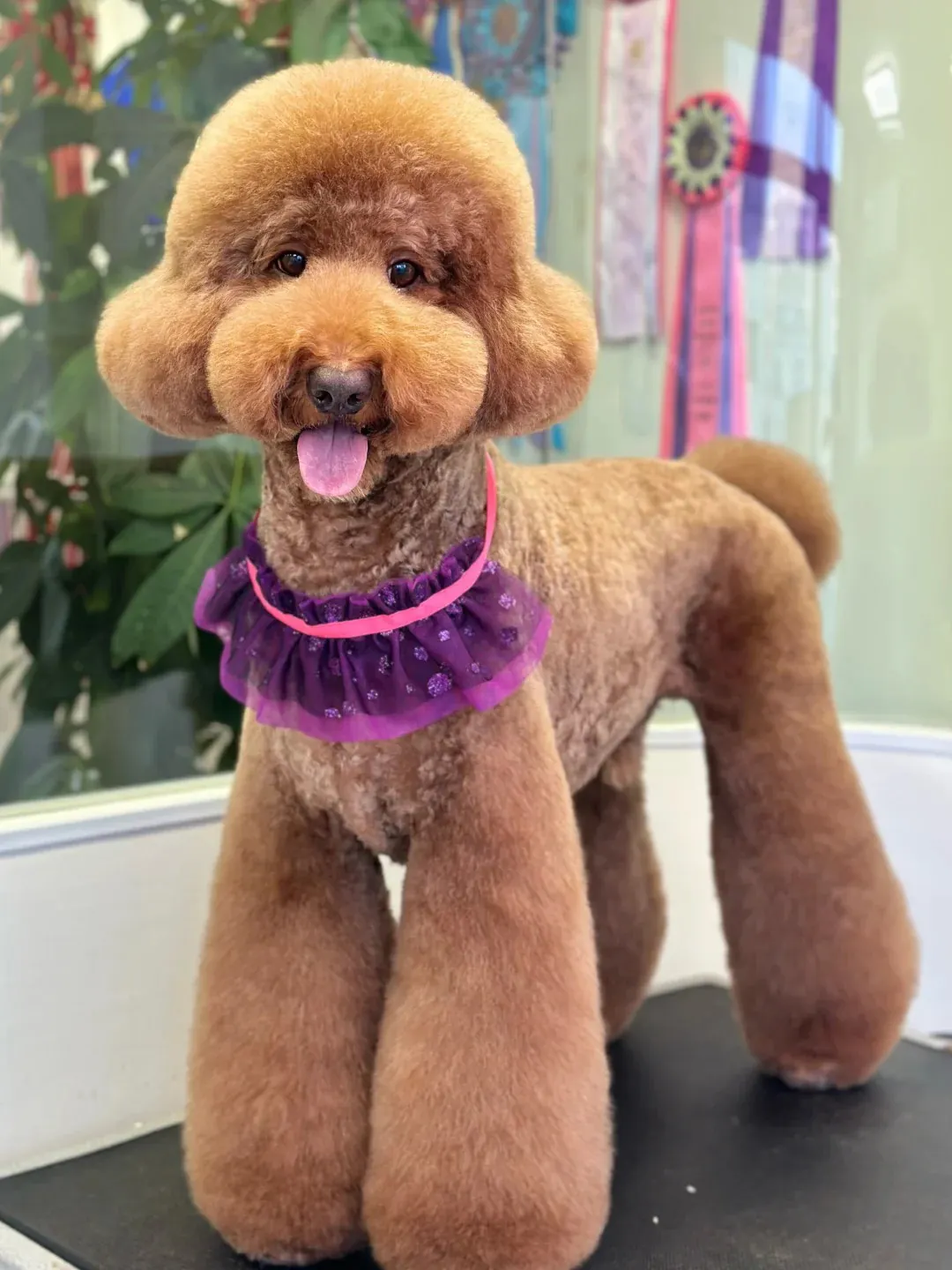 Caniche royal élégant avec pelage bouclé parfaitement toiletté