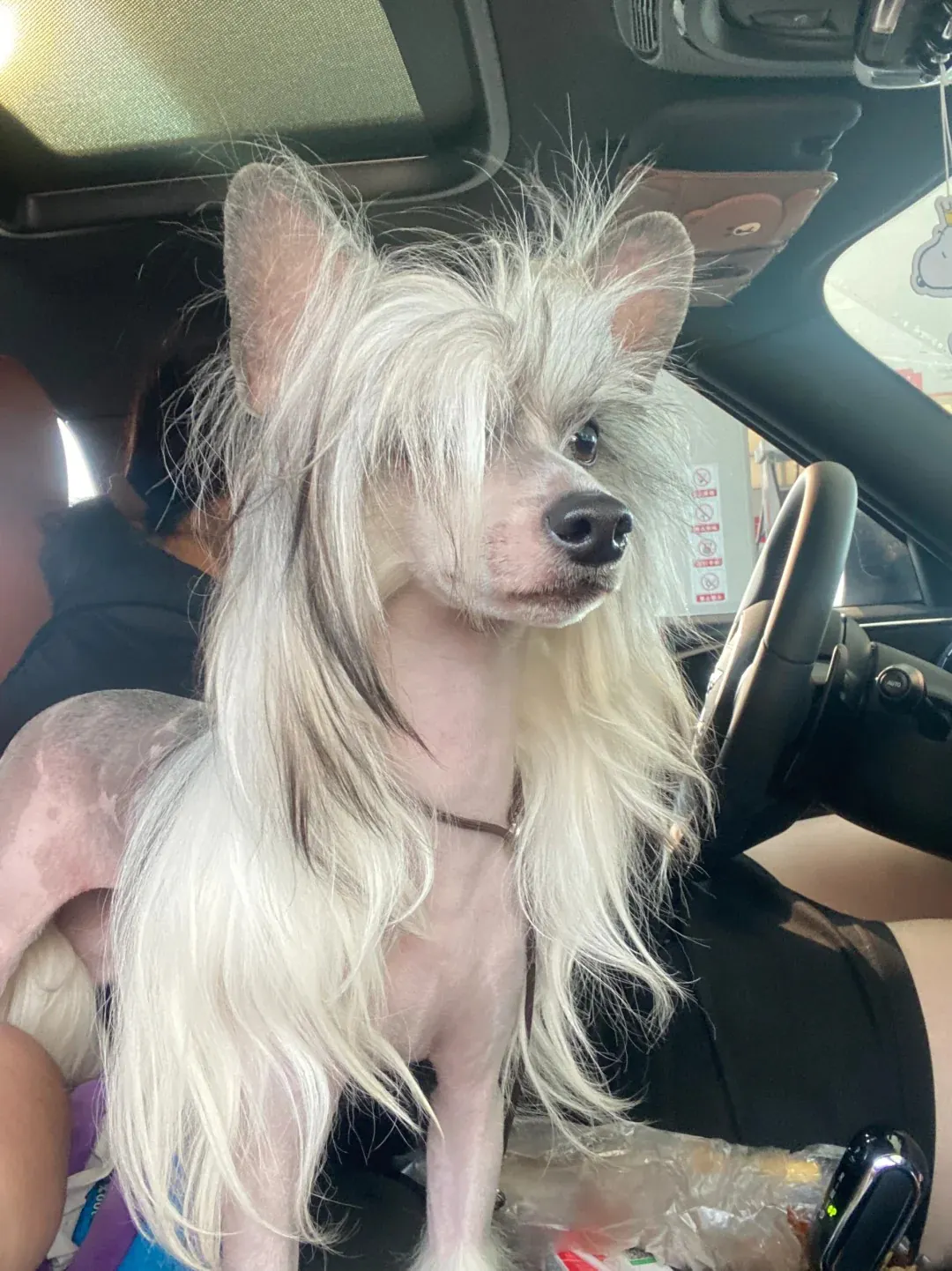 Chien Chinois à Crête variété powderpuff avec pelage complet