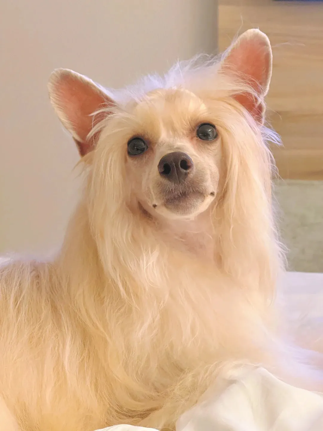 Chien Chinois à Crête variété nue avec crête sur la tête