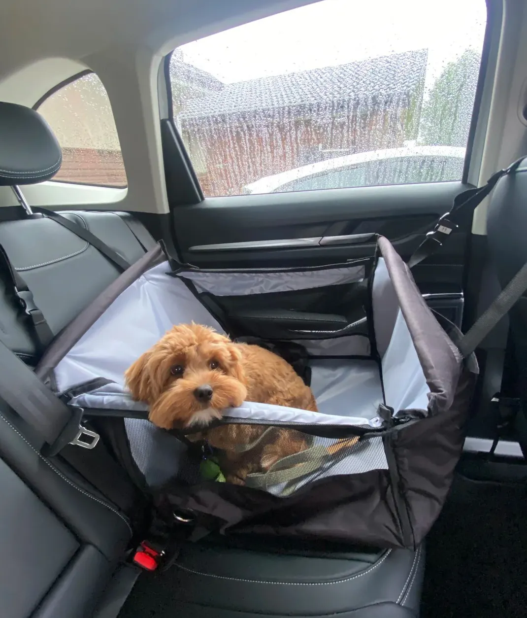 Chien calme et détendu dans sa caisse de transport en voiture, apaisé par la présence de son jouet préféré