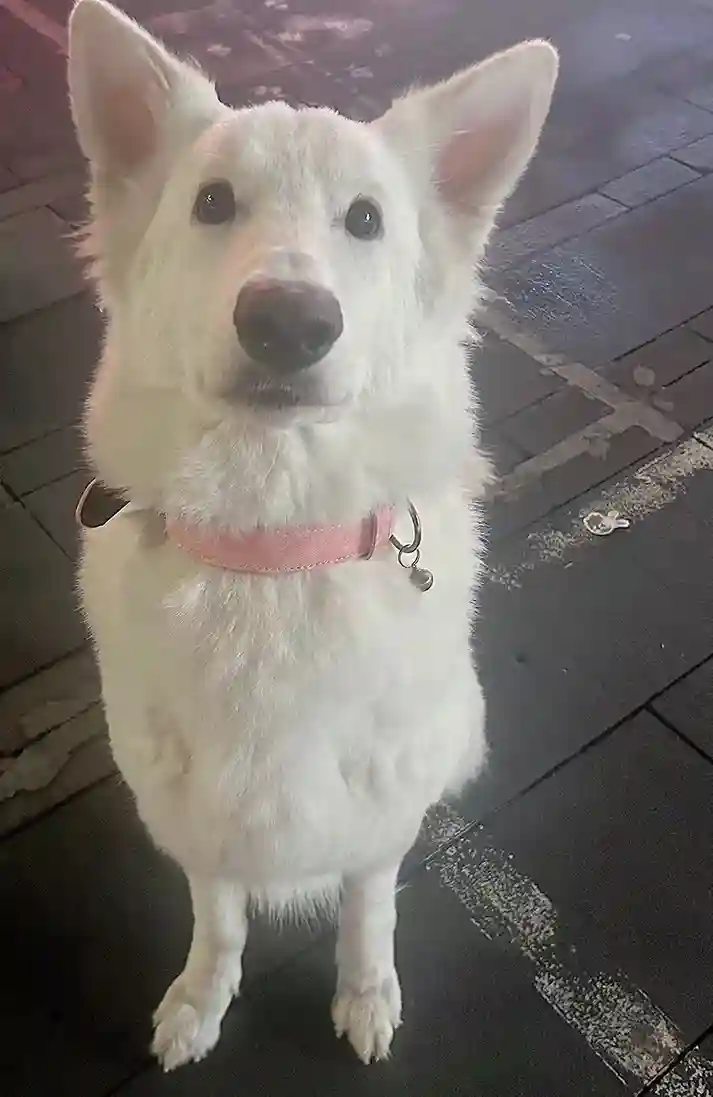 Collier Chien Cuir Personnalisable Beauty photo review