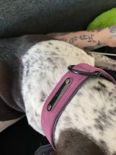 Click to view full screen Collier Chien Cuir Personnalisable Beauty photo review