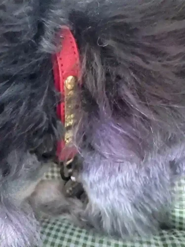 Click to view full screen Collier Chien Personnalisé Cuir Camaïeu photo review