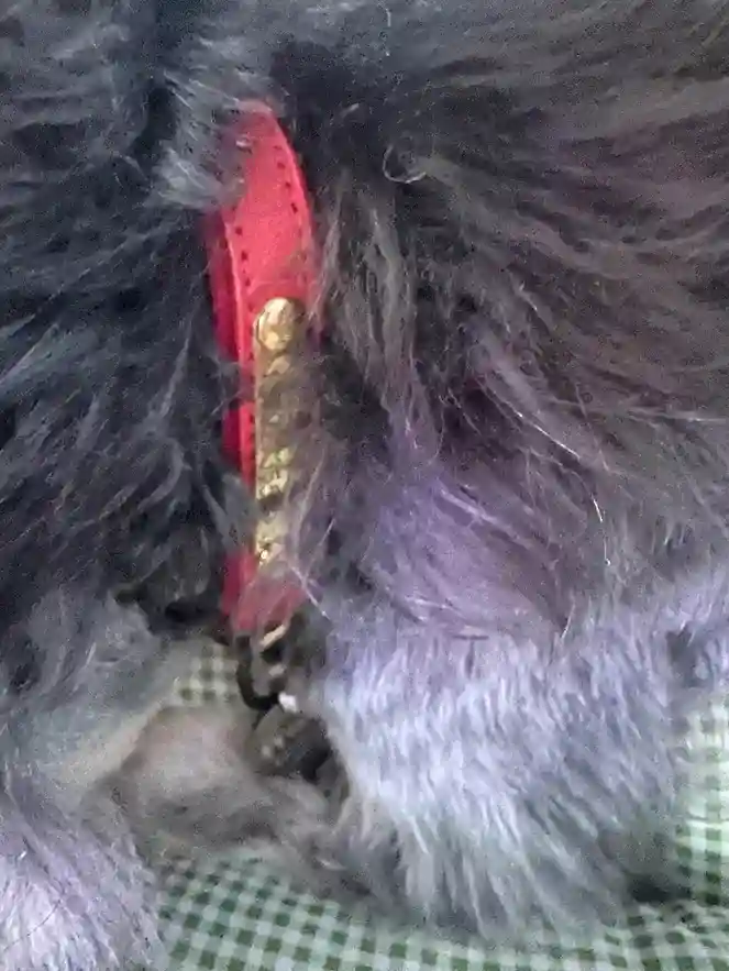 Collier Chien Personnalisé Cuir Camaïeu photo review