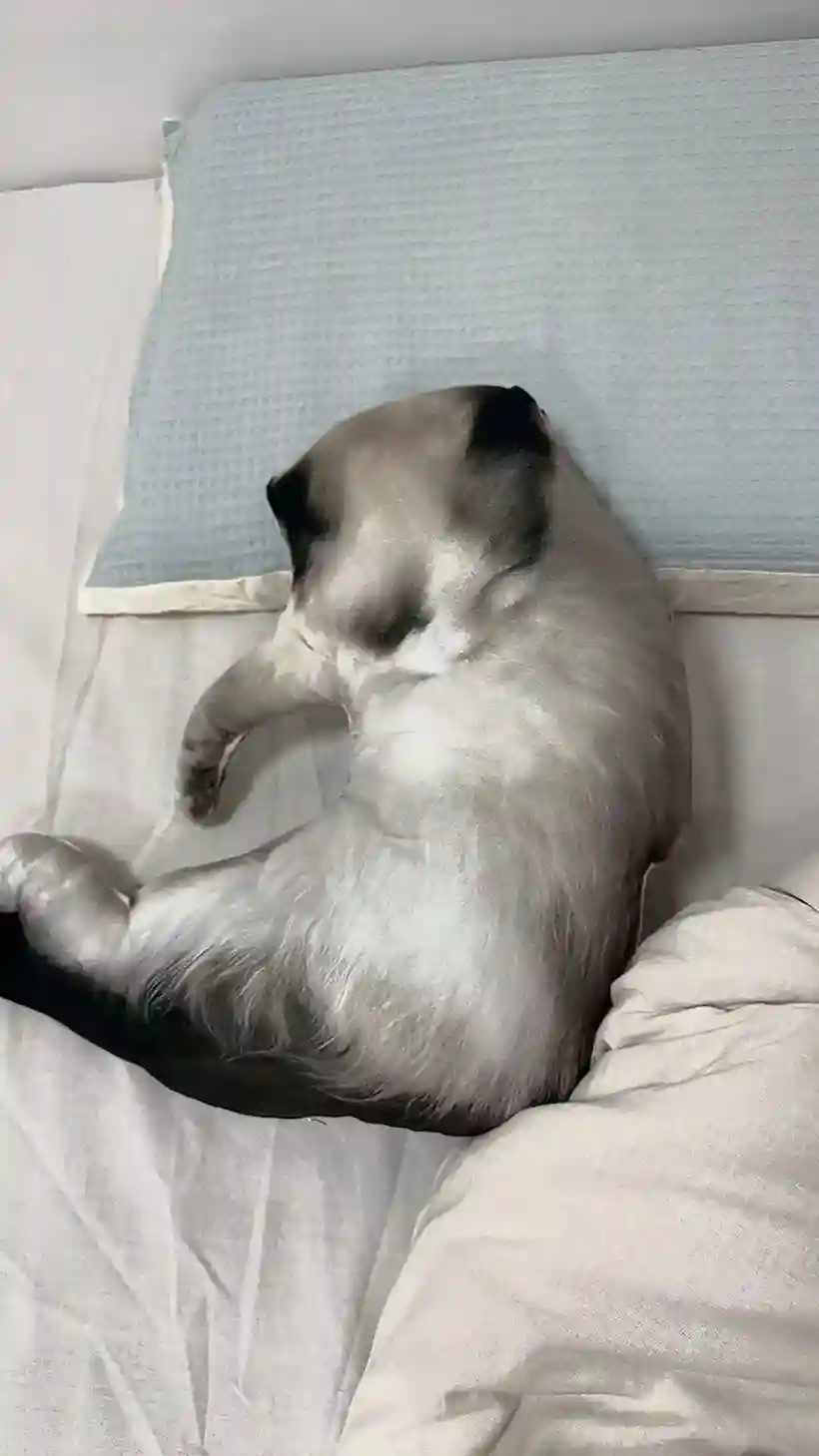 Coussin Chat Personnalisé à Posture Unique 3D photo review