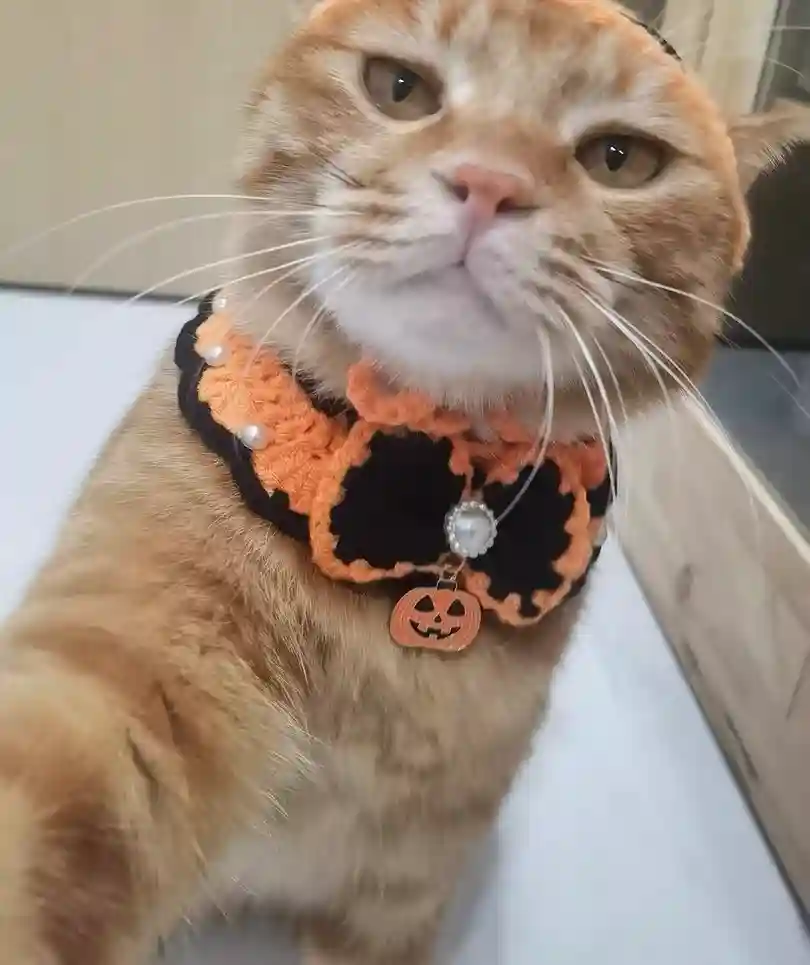 Déguisement Chat Halloween Sorcière Orange - Bonnet Noir + Bavette Citrouille Tricot Main photo review