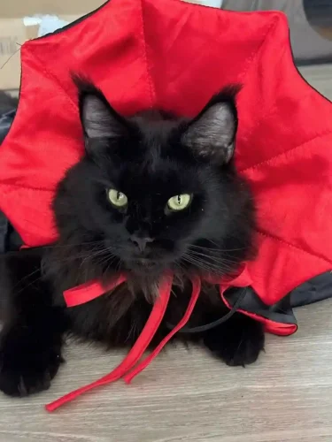 Click to view full screen Déguisement Halloween Chat - Cape Vampire Dracula Noir Rouge photo review