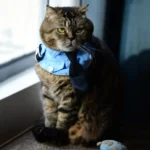 Déguisement-Policier-pour-Chat-tigre Deguisement Policier pour Chat tigre