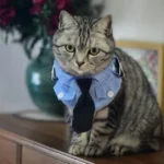 Déguisement-Policier-pour-Chat-tigre-mignon