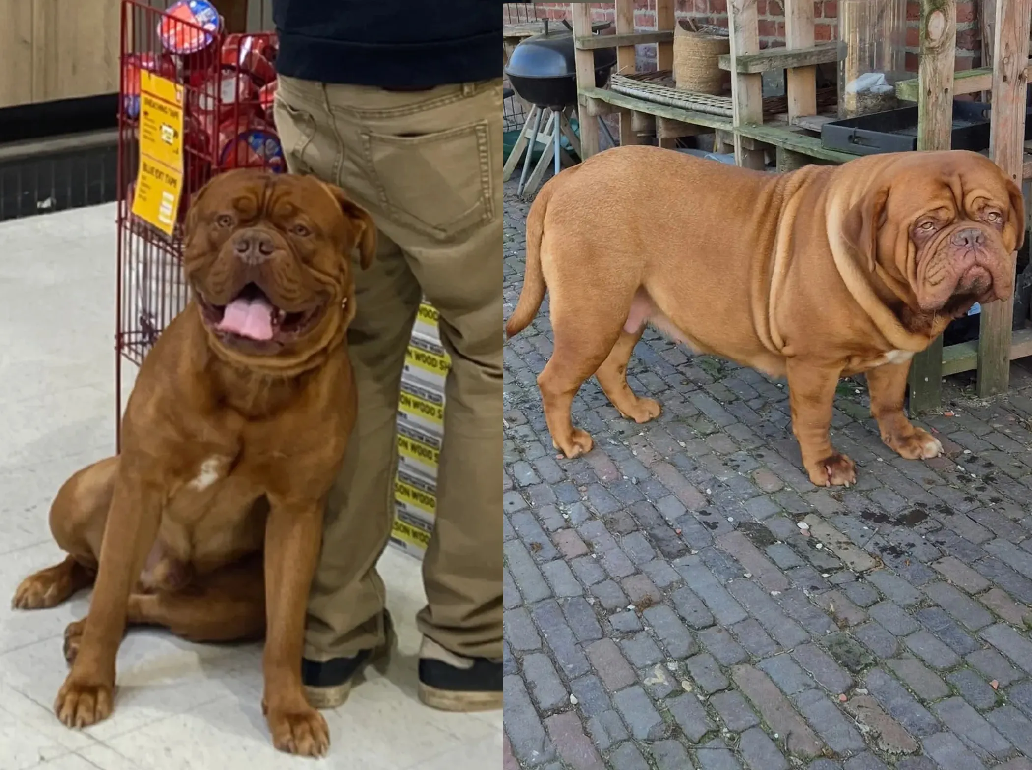 Le Chien le Plus Grand du Monde : Records, Races Dogue de Bordeaux