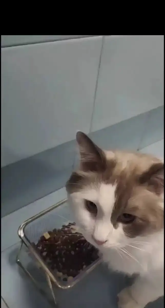 Gamelle Chat Surélevée Double Bol photo review