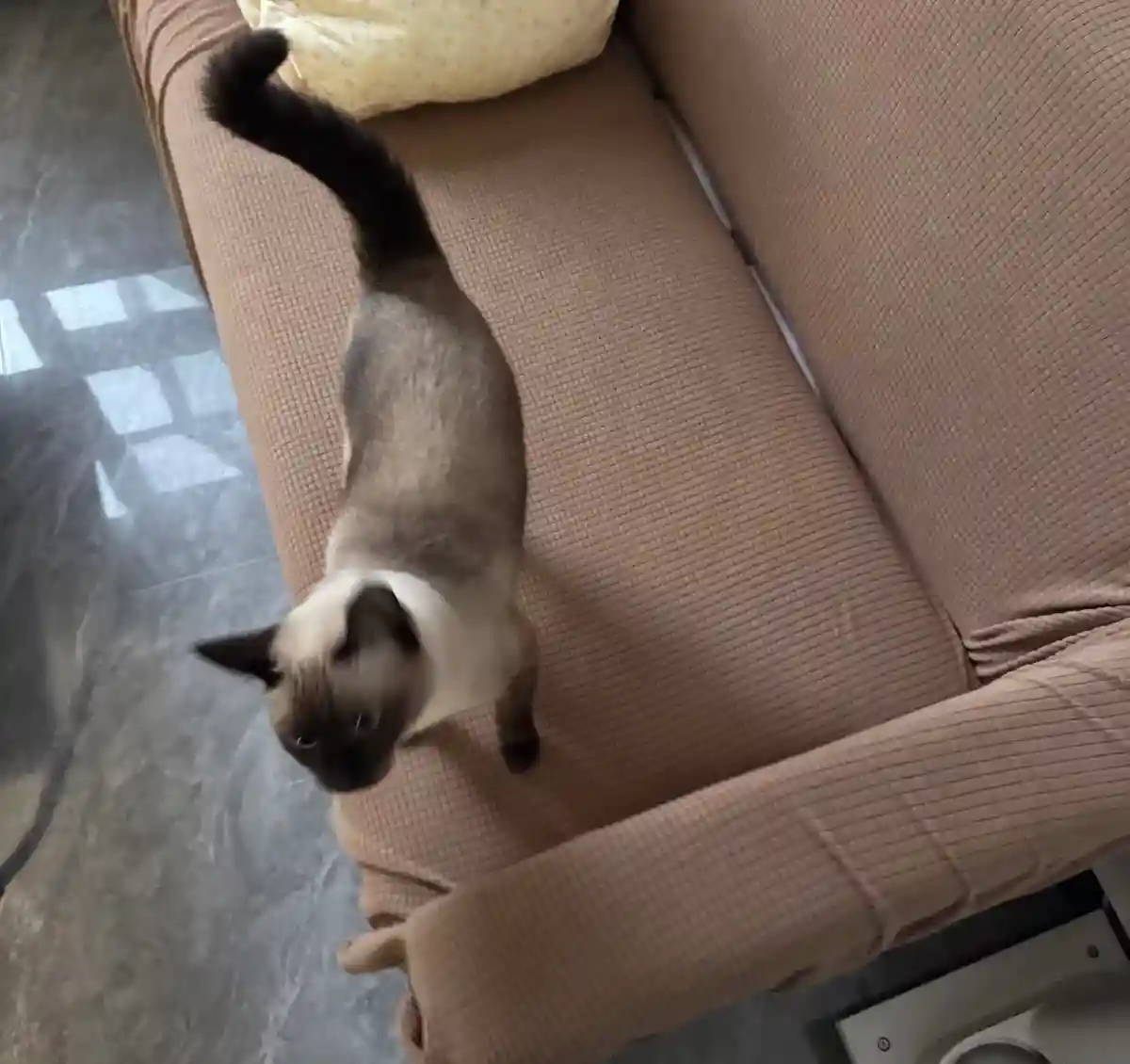 Housse de Canapé Extensible Pour Chat et Chien photo review