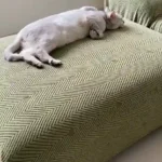 Housse de Canapé Velours Jacquard Extensible - Protection Anti-Griffure Chat 360° photo review