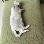 Housse de Canapé Velours Jacquard Extensible - Protection Anti-Griffure Chat 360° photo review